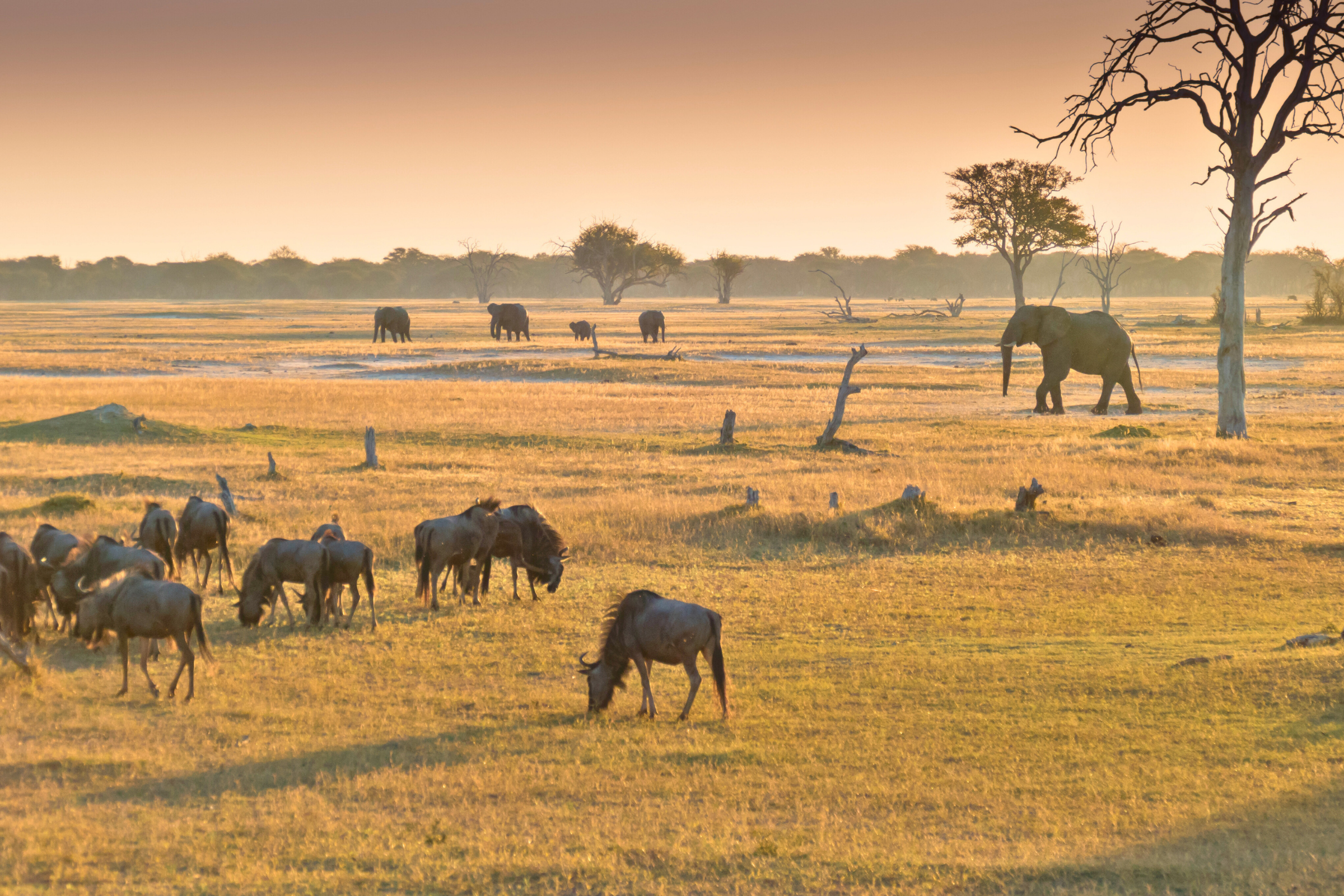 hwange national park.webp